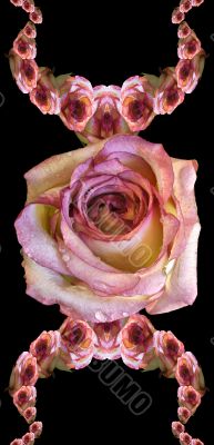 Collage of roses