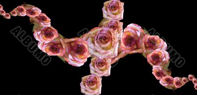 Collage of roses