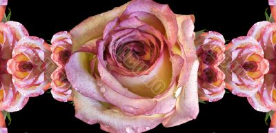 Collage of roses