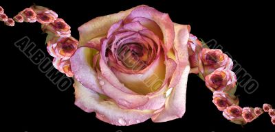 Collage of roses