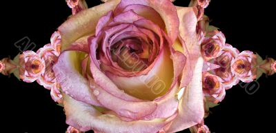 Collage of roses