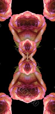Collage of roses