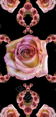 Collage of roses