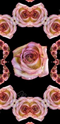 Collage of roses
