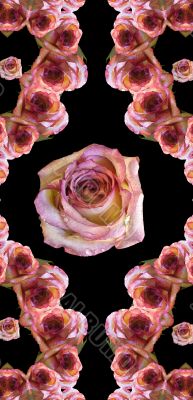 Collage of roses