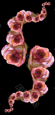 Collage of roses