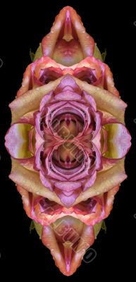 Collage of roses