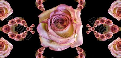 Collage of roses