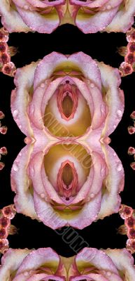 Collage of roses