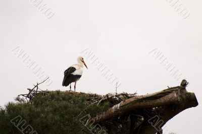 stork in nature