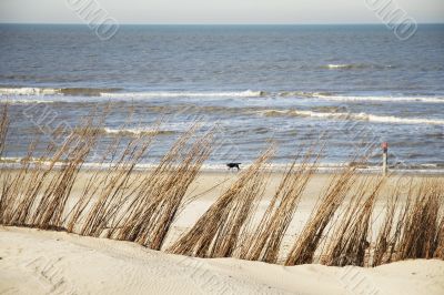 beach landscape