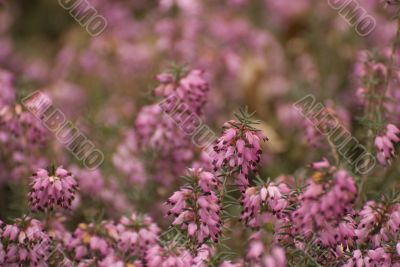 heather