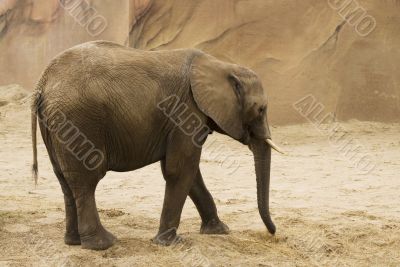 elephant