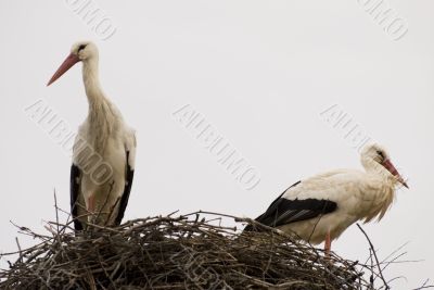 couple storks