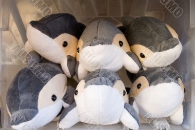 dolphin