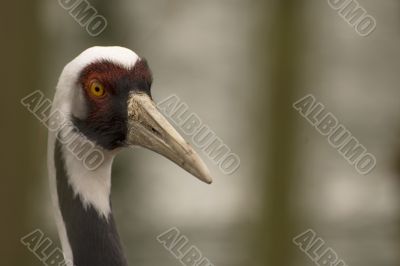 crane bird