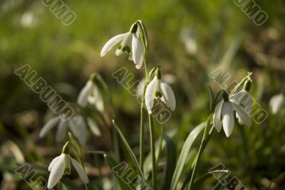 snowdrops
