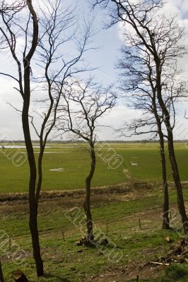Dutch landscape