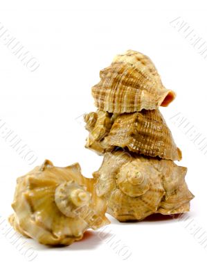 cockleshells