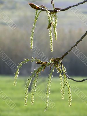 Branch