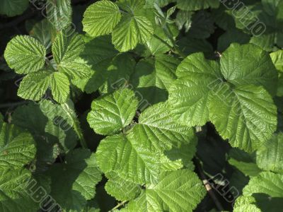 Leaves texture