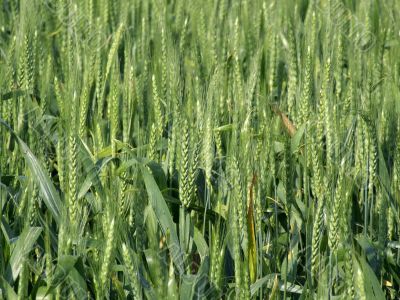 Wheat field