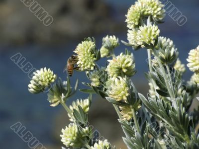 Bee on the flowers