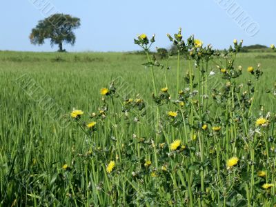 Rural landscape