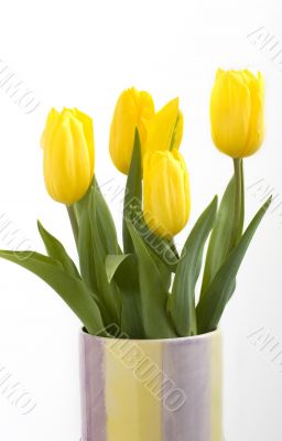 Fresh tulips