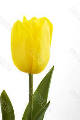Fresh tulip