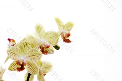 orchids