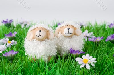 Spring sheep