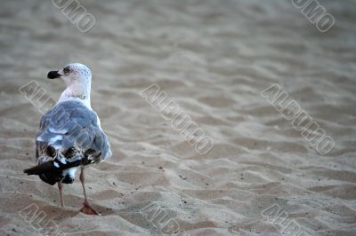 Seagull on the sand