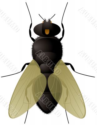 fly close up