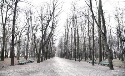 Winter in the Summer garden