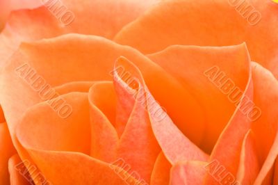 rosey