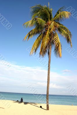 Palm on Cuban beach