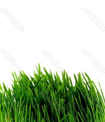 green grass