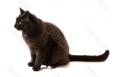 Cute Cat