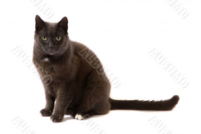Cute Cat