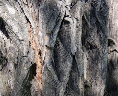 Tree bark