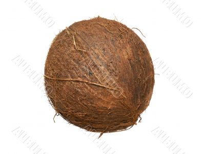 Coconut