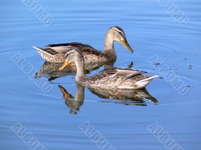 Two duck on water