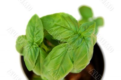 Basil