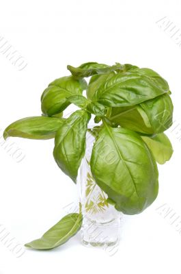Basil