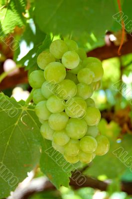 Grape