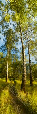 Birch forest