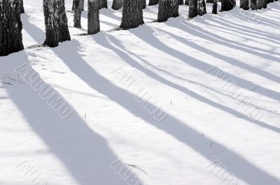 Morning in a winter wood.