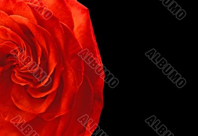 Scarlet rose, black background.