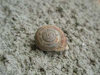 closeup of snail shell